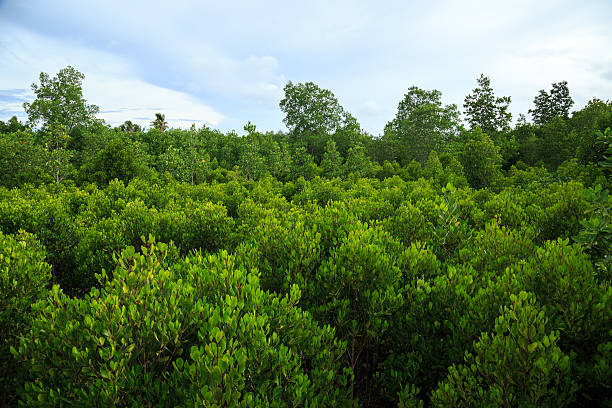 Mangrove forest stock photo