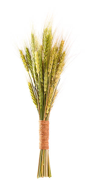 istock Sheaf of cereals 471674177