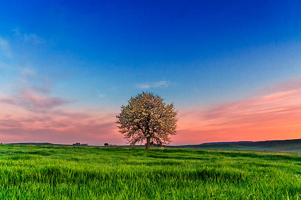 SPRING LANDSCAPE.Blossoming tree at dawn. Between Puglia and Basilicata ITALY Spring: blossoming tree at dawn. ITALYBetween Puglia and Basilicata: spring landscape with wheat field. sunset dew stock pictures, royalty-free photos & images