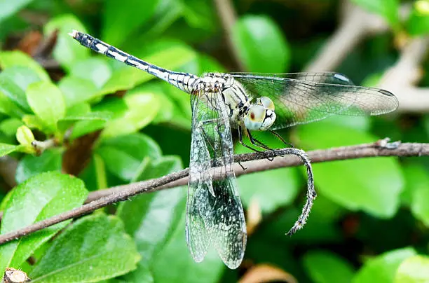 Photo of dragonfly