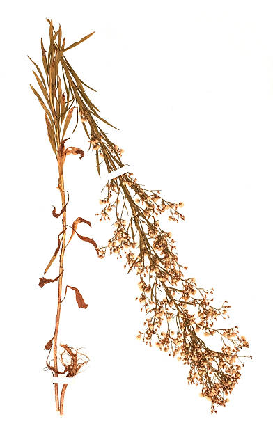 istock dried plant - Conyza canadensis 471674534