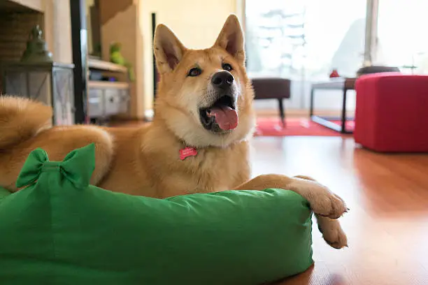 A young Shiba-Inu (Japanese Akita) dog is lying on his green bed and looking at his owner excited. Tongue half seen. Cozy and comfortable home.