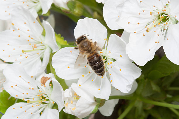 istock Bee is on the flowers of blooming cherry. 471675046