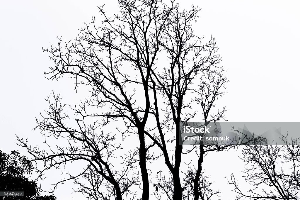 branches of the tree. 2015 Stock Photo