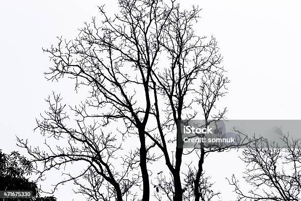 Branches Of The Tree Stock Photo - Download Image Now - 2015, Backgrounds, Beauty In Nature