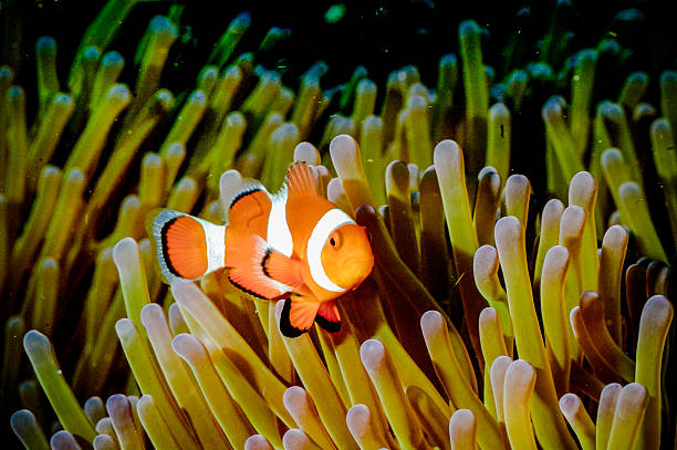 istock Anemonefish kapoposang Indonesia hiding inside anemone diver 471675598