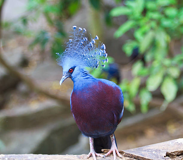istock Exotic Bird Goura Victoria 471675681
