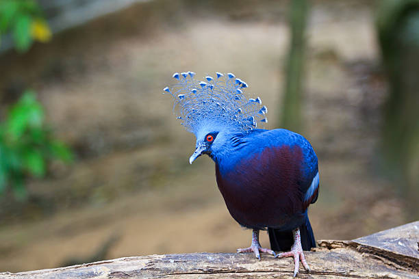 istock Exotic Bird Goura Victoria 471675705