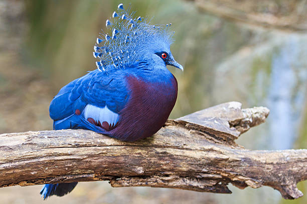 istock Exotic Bird Goura Victoria 471675743