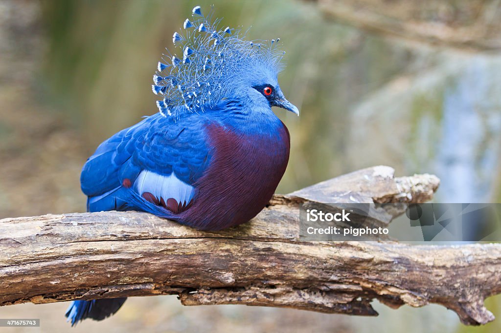 Экзотическая птица Goura Victoria - Стоковые фото Crowned Pigeon роялти-фри