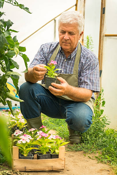 istock Gardener planting flowers 471675915