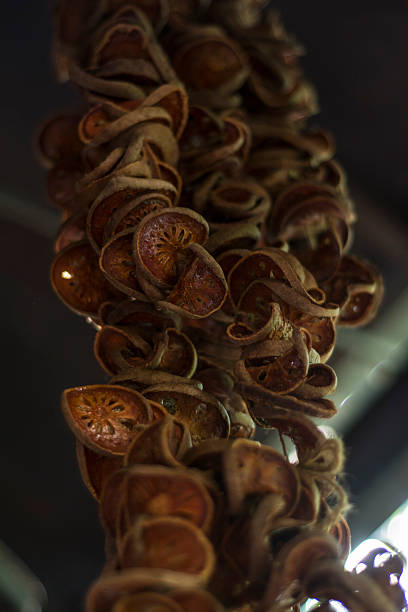 hongos secos colgando - shiitake mushroom mushroom dried food dried plant fotografías e imágenes de stock