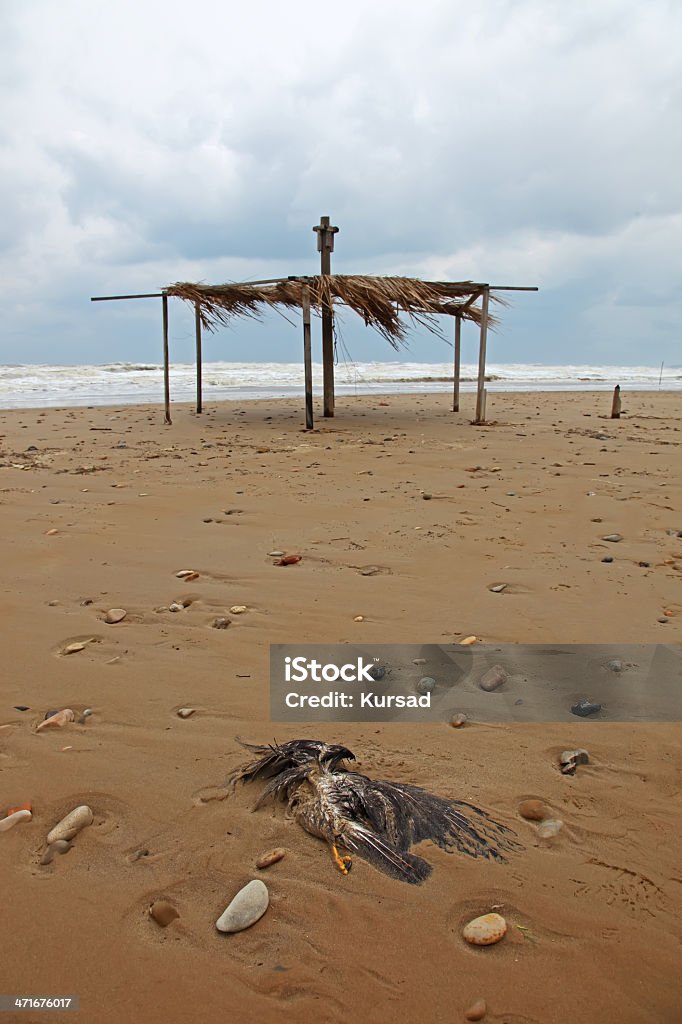 Toter Vogel - Lizenzfrei Ansicht aus erhöhter Perspektive Stock-Foto