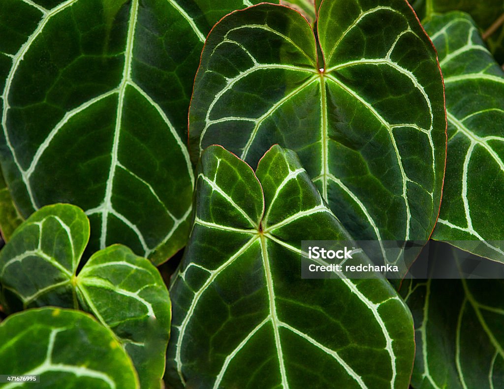 leaves green background Backgrounds Stock Photo