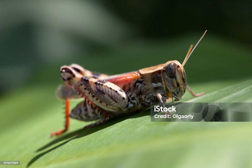 Gafanhoto na folha - Foto de stock de Animal royalty-free