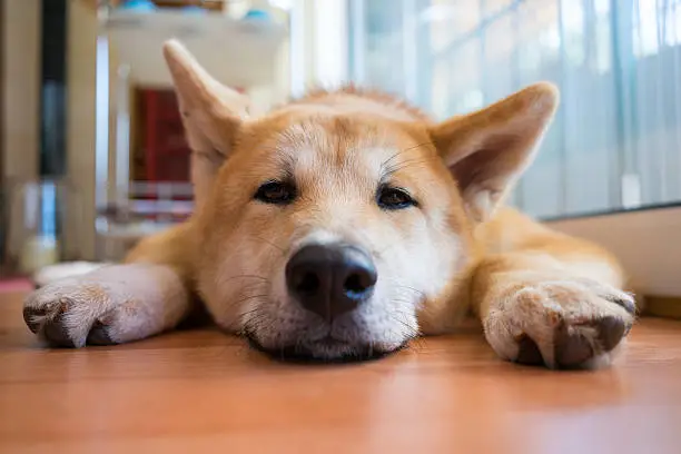 A young Shiba-Inu (Japanese Akita) is about to sleep, with eyes half-open, lying on the floor, next to the window
