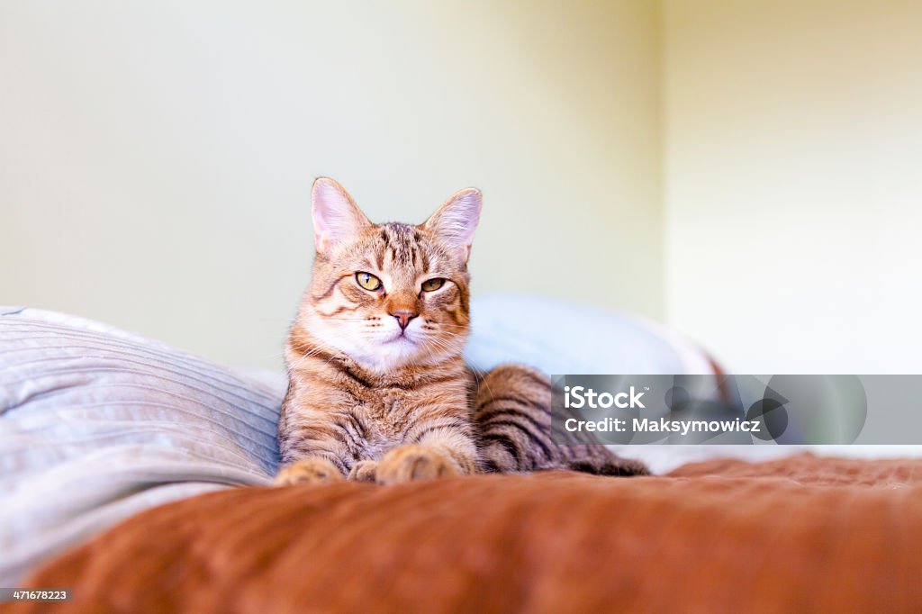 Pequeno Gato na cama - Royalty-free Aconchegante Foto de stock