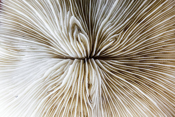 istock Abstarct pattern of dead coral 471678457