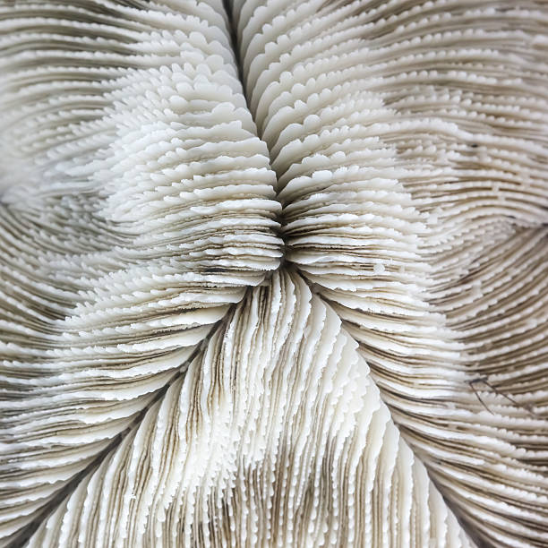 istock Abstarct pattern of dead coral 471678459