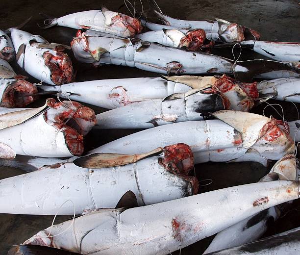 Frozen Tuna for Canning Frozen tuna fish carcasses are being unloaded fish dead dead body dead animal stock pictures, royalty-free photos & images