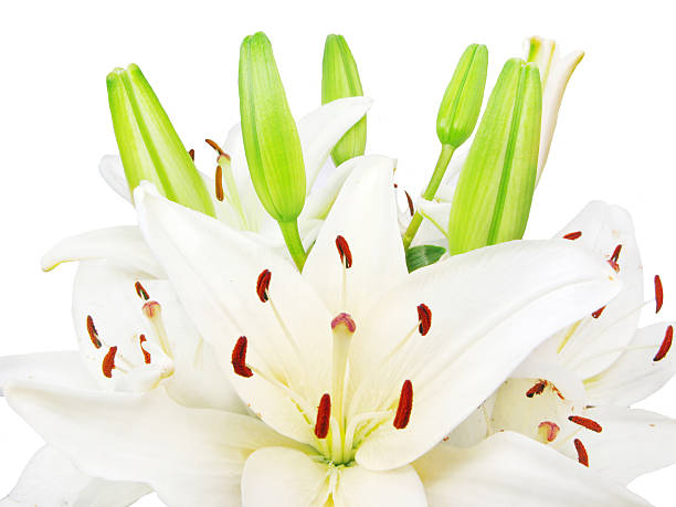 istock bouquet of white lilies flowers 471679233