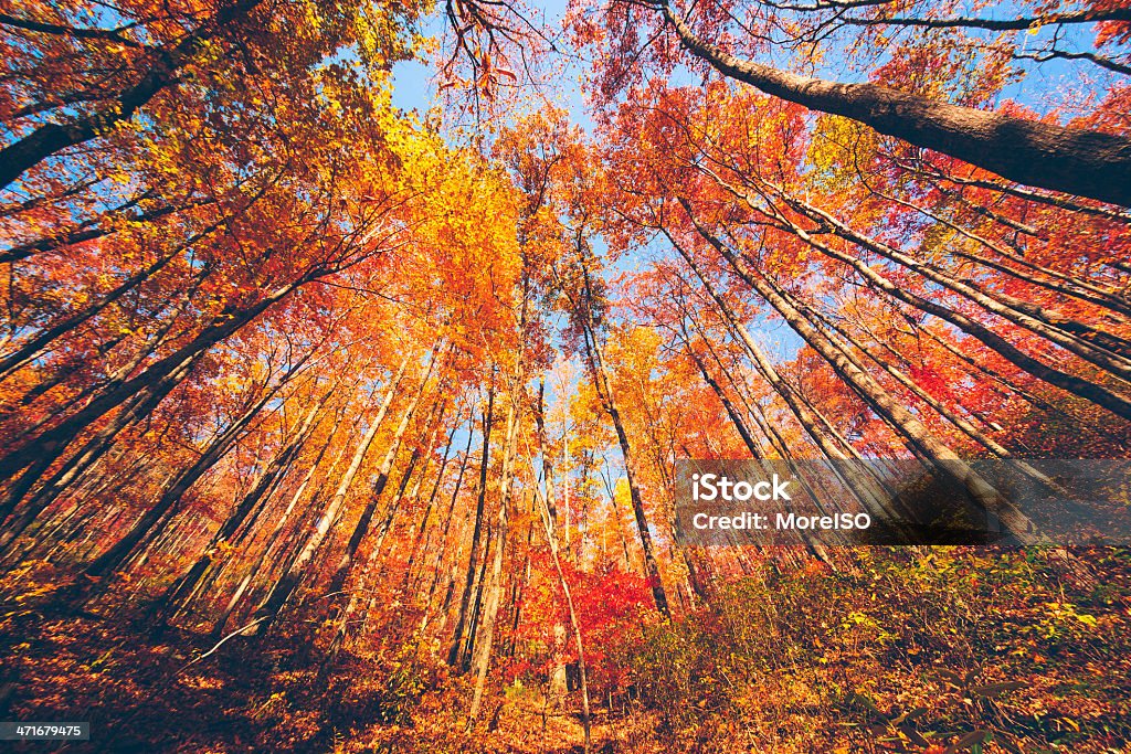 Magnifique forêt en automne - Photo de Arbre libre de droits