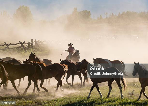 Cowgirl Wrangling Horses Stock Photo - Download Image Now - Cowgirl, Horse,  Dust - iStock