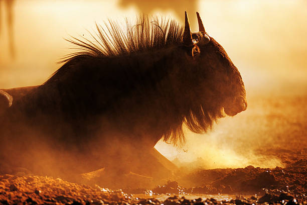 istock Blue wildebeest portrait in dust 471680033