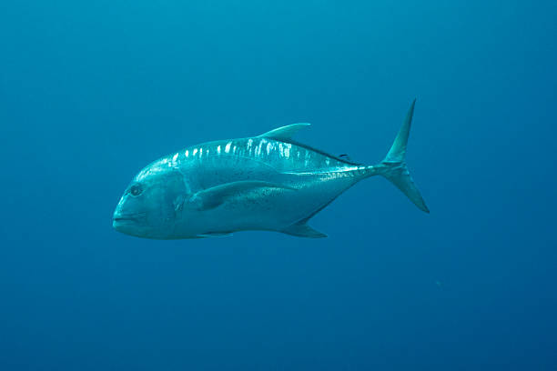 istock Giant Trevally at Napantao 471680237