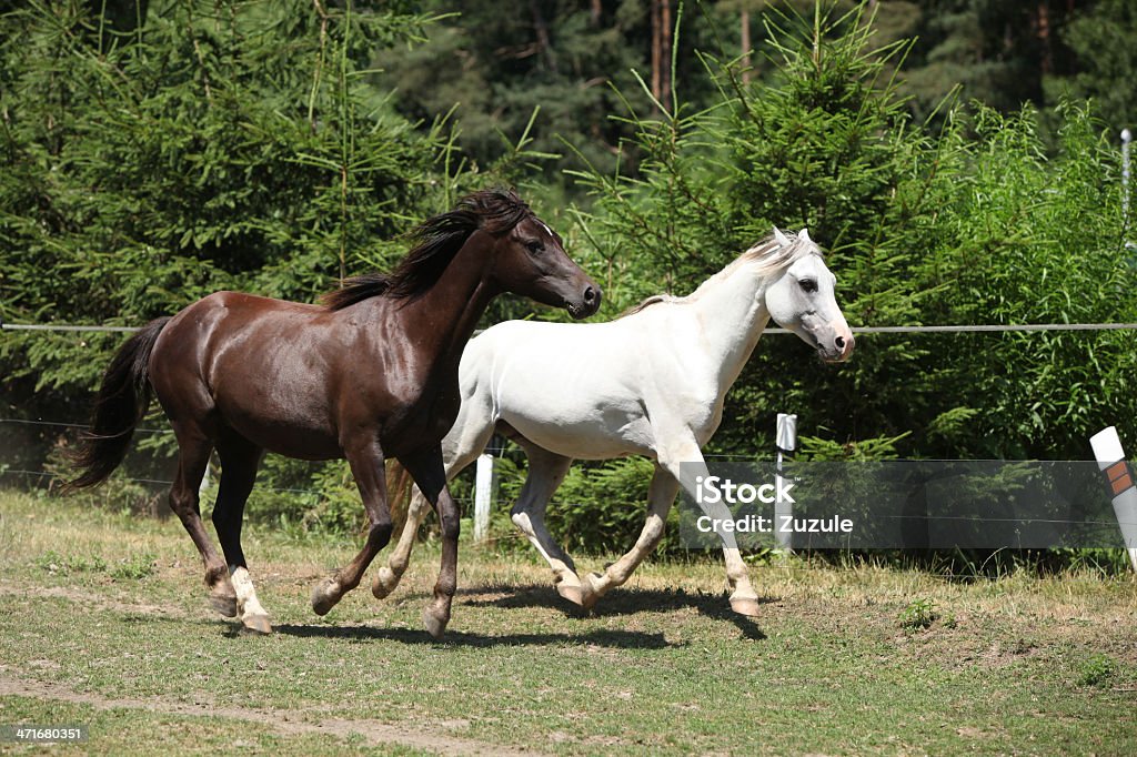 Dwa konie na pasturage obok bollards - Zbiór zdjęć royalty-free (Biegać)