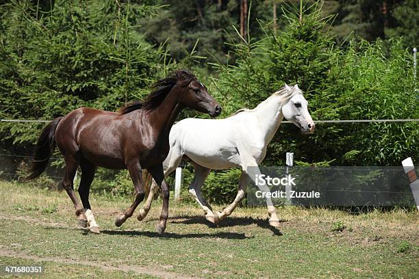 Dwa Konie Na Pasturage Obok Bollards - zdjęcia stockowe i więcej obrazów Biegać - Biegać, Brązowy, Czynność