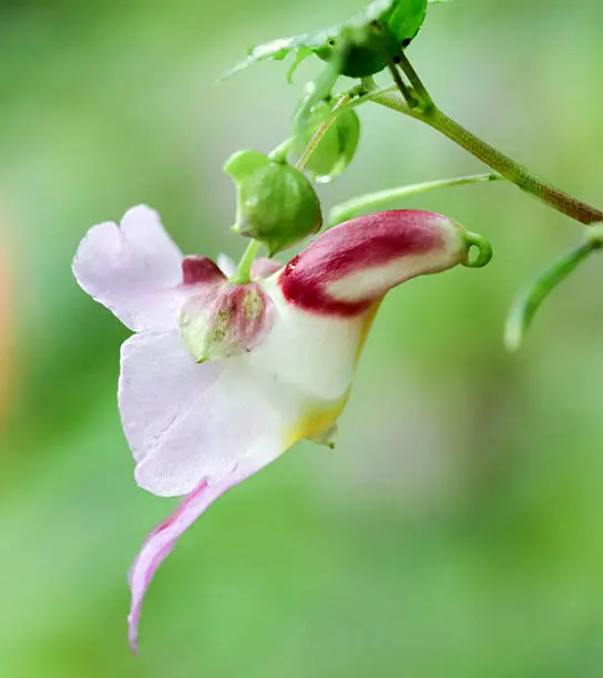 parrotflower (endemic plants) from northern of thailand