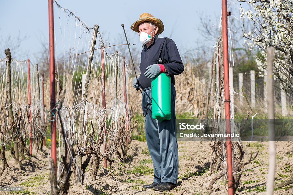 Plant protection A farmer sprays his vineyard. He is wearing protective equipment Spraying Stock Photo