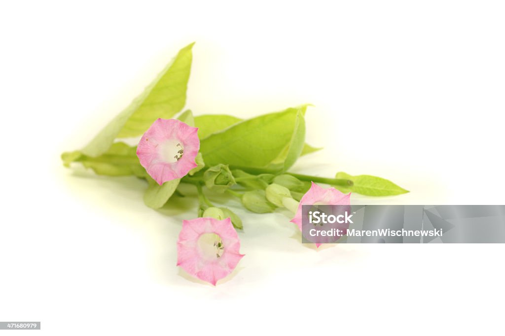Tabac de plantes et de fleurs avec leafs - Photo de Agriculture libre de droits