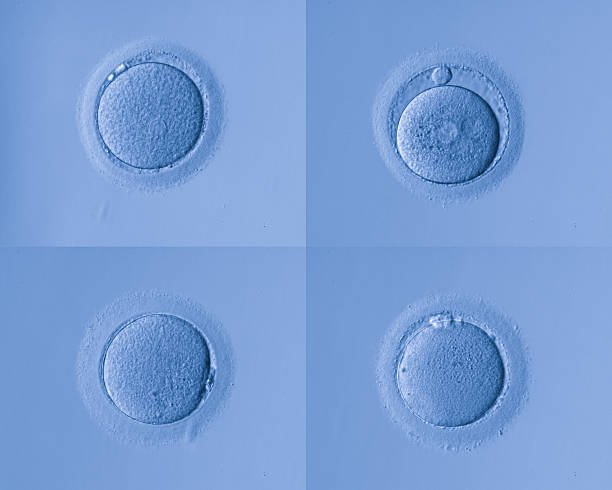 las células humanas del huevo - conjugation fotografías e imágenes de stock