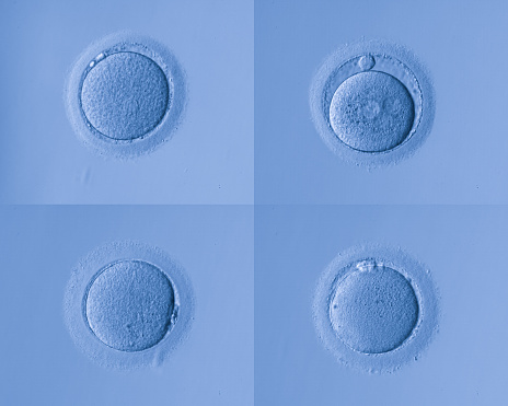 human cells egghuman cells egg