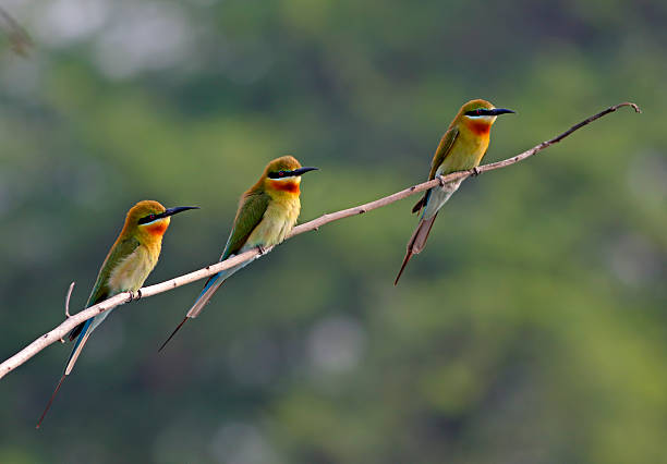 istock Blue Tailed bee eaters sitting on Branch 471681648