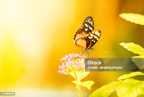 Butterfly On Flower Stock Photo - Download Image Now - Butterfly - Insect, Yellow Background, Flower