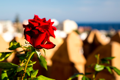 Red rose with Alcazaba of Almeria in background