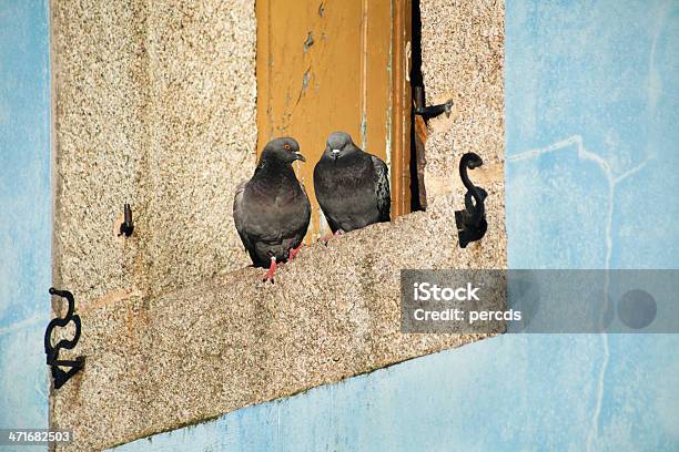 Foto de Janela E Pigeons e mais fotos de stock de Pombo-correio - Pombo-correio, Animal, Armação de Construção