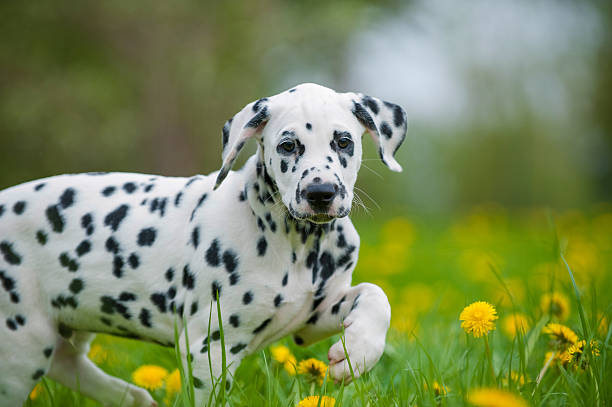 istock Dalmatian puppy 471682535