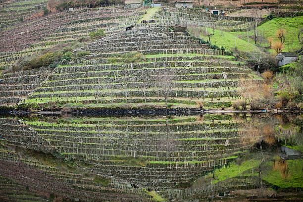 vigneto il fiume banca - fernando lugo foto e immagini stock