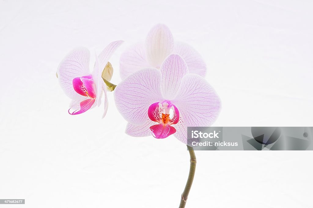 Розовая орхидея - Стоковые фото Без людей роялти-фри