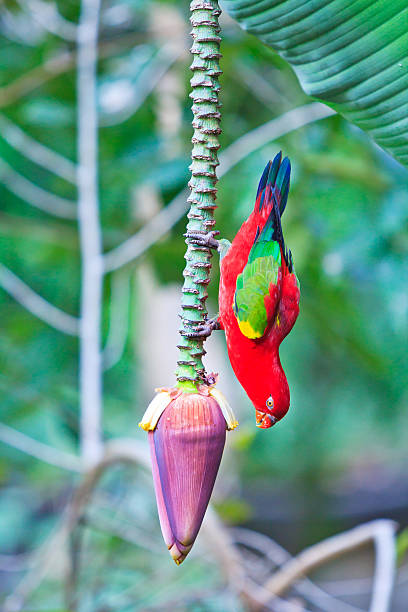 istock Beautiful red parrot bird eat Banana blossom 471682707