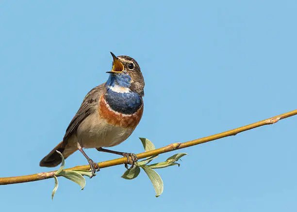 Singing Bluethroat (Luscinia svecica)