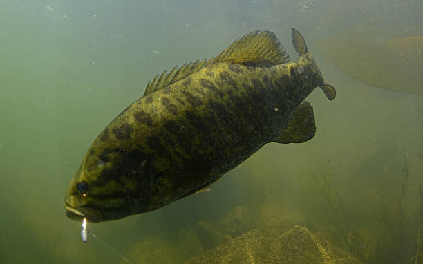 smallmouth bass underwater in oregon - smallmouth bass fotos fotografías e imágenes de stock