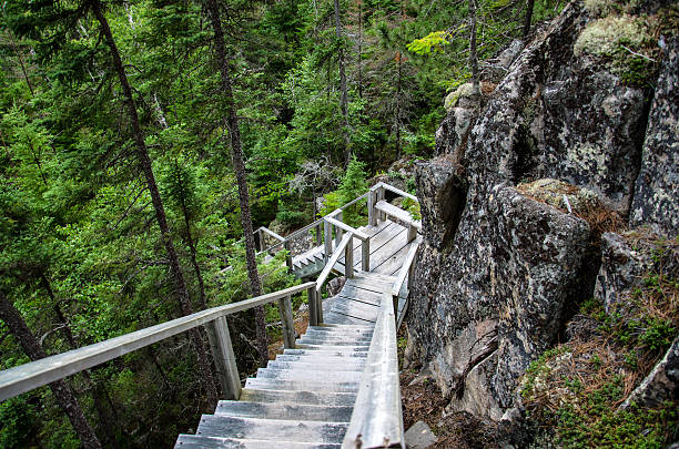 A wooden staircase leads to the top of the mountain in Canada. The forest is beautiful with all the green trees.