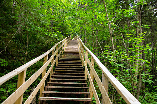 A wooden staircase leads to the top of the mountain in Canada. The forest is beautiful with all the green trees.
