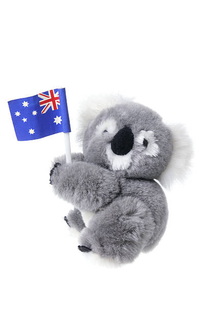 morbido peluche koala - koala stuffed animal australia souvenir foto e immagini stock