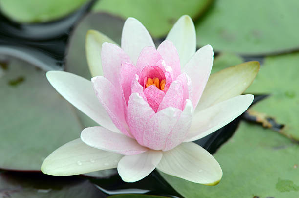 istock Beauty water lilly flower 471684253